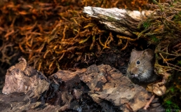 Mouse before Burrow, Netherlands